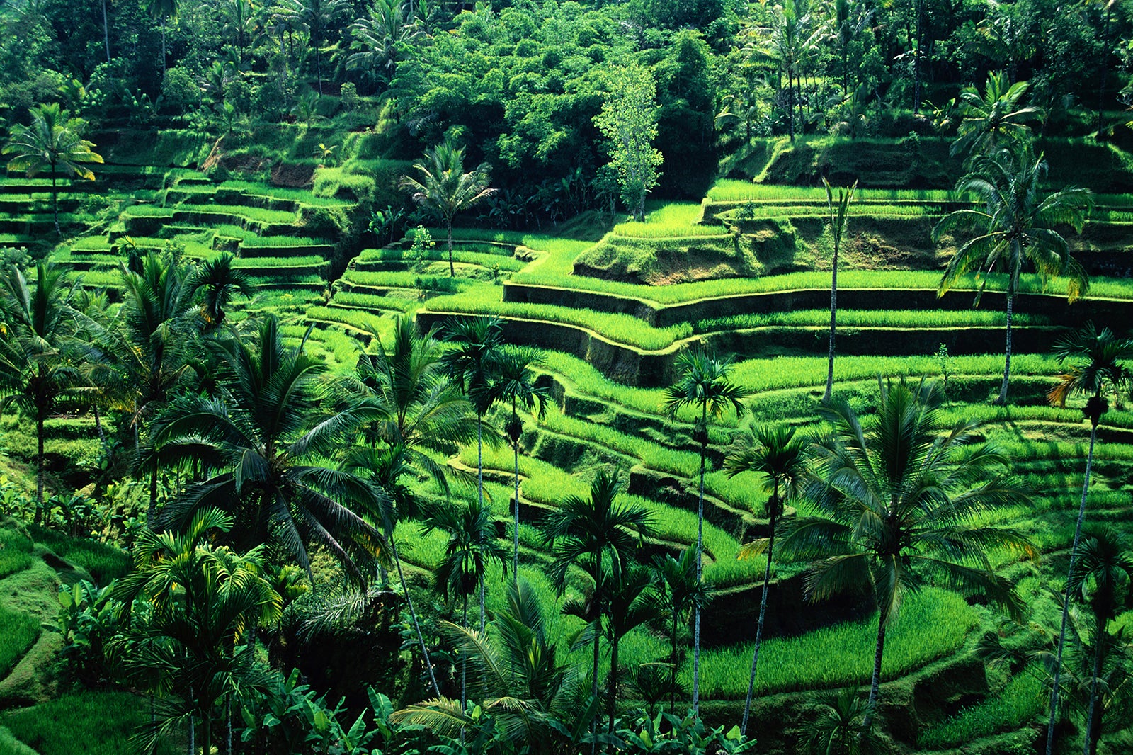 BALI PACKAGE PRIVATE TOURS